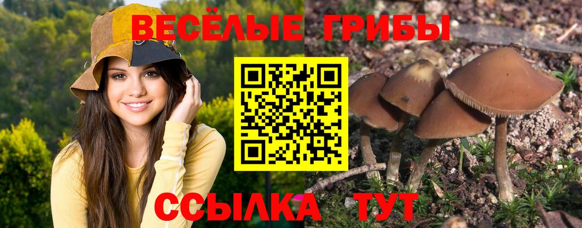 Мончегорск  Псилоцибиновые грибы Psilocybe  Вход с VPN 